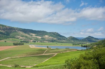 Scenic view of agricultural field against sky