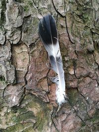 Close-up of feather on tree