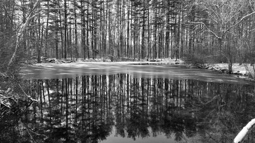 Scenic view of lake in forest