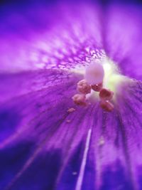 Macro shot of purple flower