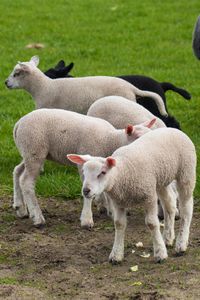 Sheep standing in a field