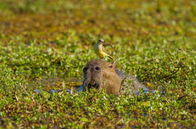 Bird in a field