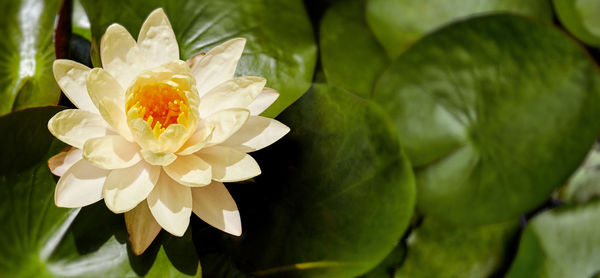 Close-up of white flowering plant