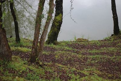 Trees in forest