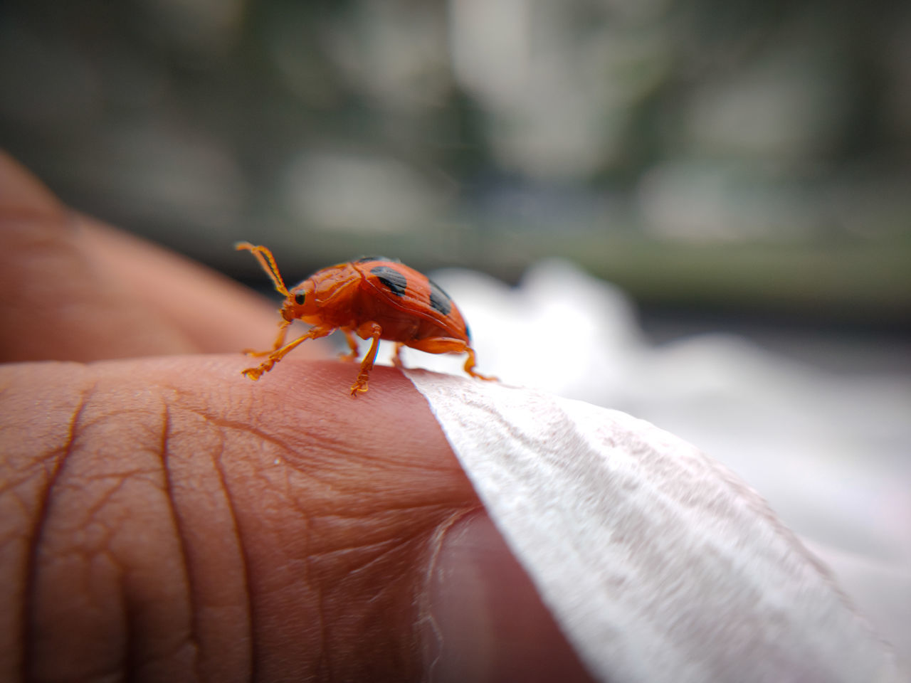 CLOSE-UP OF GRASSHOPPER ON HAND