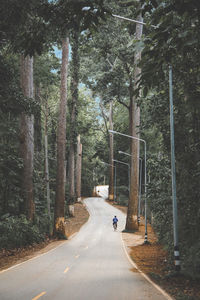 Person riding bicycle on road amidst trees in forest