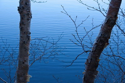 Bare trees against sky