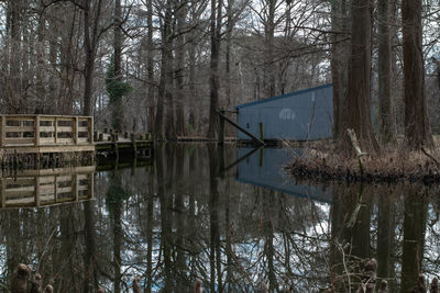Reflection of bare trees in lake