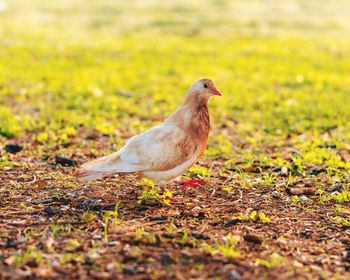 Close-up of bird perching on field