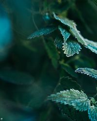 Close-up of leaf on plant