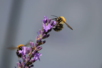 Close-up of insect on purple flower