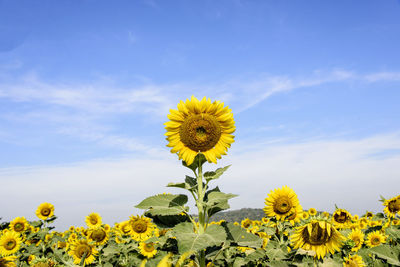 Close-up of yellow sunflower on field against sky