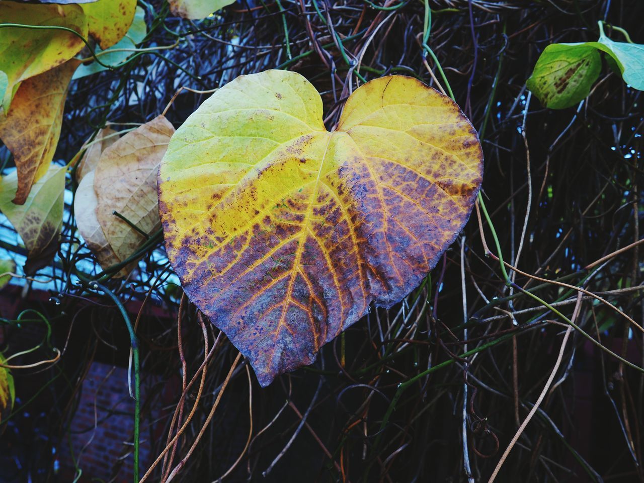 CLOSE-UP OF DRY AUTUMN LEAF ON BRANCH