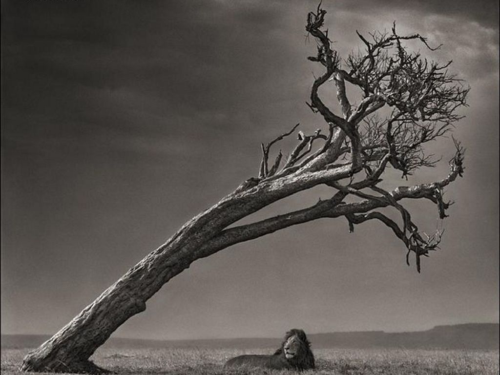 sky, tranquility, tranquil scene, branch, nature, sea, scenics, bare tree, beauty in nature, water, dead plant, tree, horizon over water, cloud - sky, rock - object, tree trunk, no people, day, outdoors, landscape