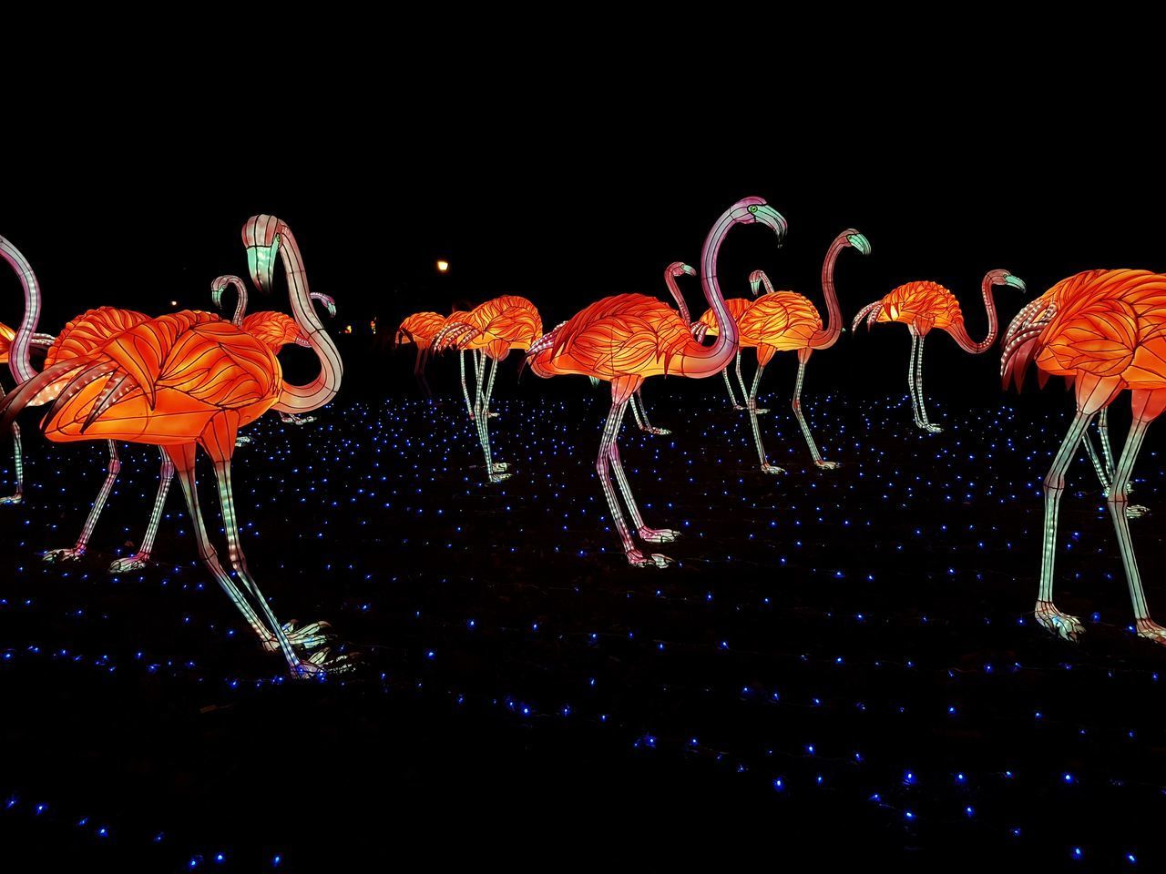 CLOSE-UP OF BIRDS IN WATER AGAINST BLACK BACKGROUND