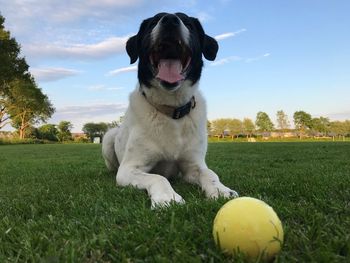 Dog sitting in a field