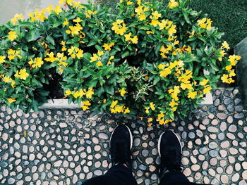 Low section of person standing on plant