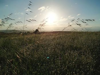 Scenic view of grassy field against sky during sunset