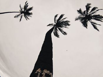 Low angle view of palm trees