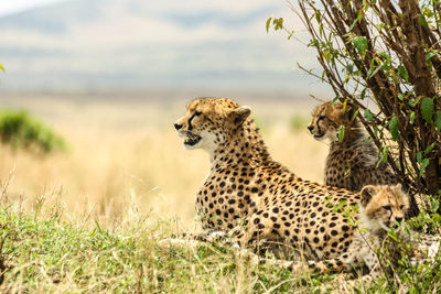 Cheetahs in field