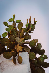 Close-up of green leaves against white background