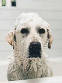 Close-up portrait of dog at home