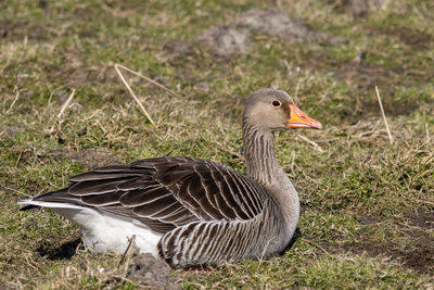 Close-up of goose on field