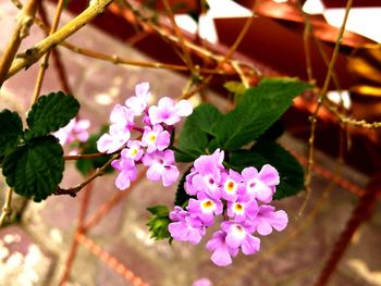 Close-up of pink flowers