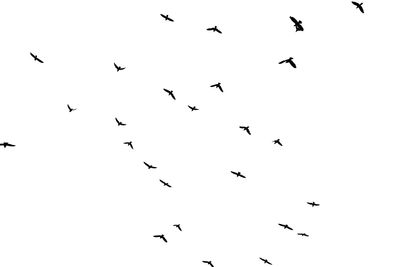 Low angle view of birds flying in the sky