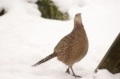 Pheasant on snow