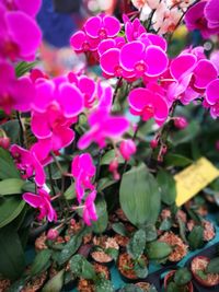 Close-up of pink flowers blooming outdoors