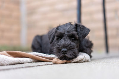 Portrait of puppy resting