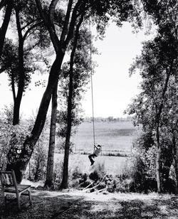 View of swing hanging from tree in forest