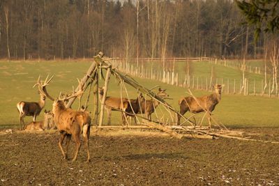 Horses standing on field against sky