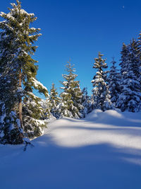 Snow covered pine trees against clear blue sky