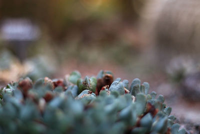 Close-up of succulent plant