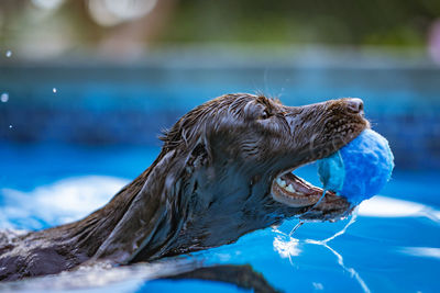 Close-up of dog in swimming pool