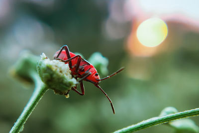 Close-up of insect on plant