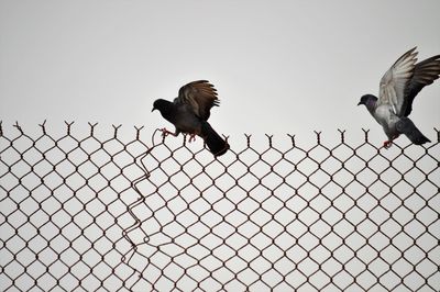 Low angle view of birds flying against sky