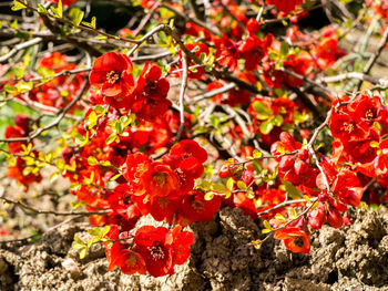 Close-up of red flowers