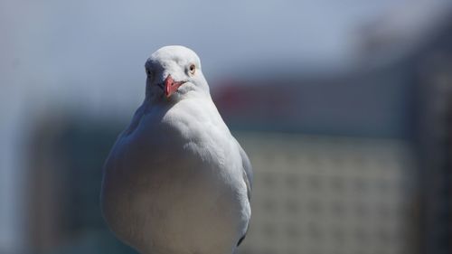 Close-up of seagull