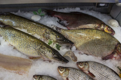 High angle view of fish for sale in market