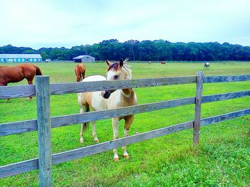 Sheep grazing on grassy field