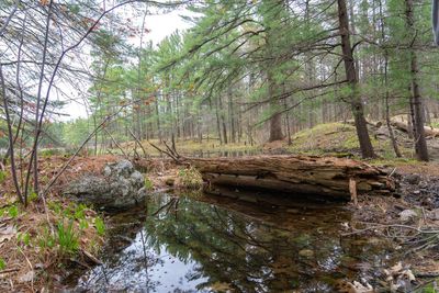 Stream amidst trees in forest