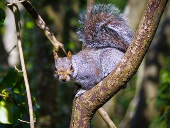 Close-up of squirrel on tree