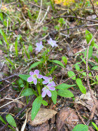plant