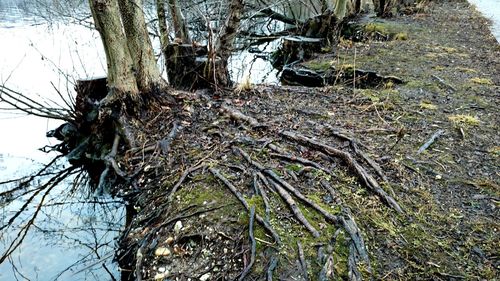 Bare trees in forest