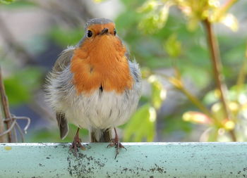 Close-up of  red robin bird perching on railing looking at camera