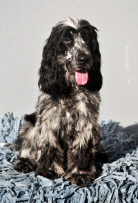 Portrait of dog sitting on blanket