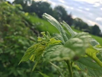 Close-up of fresh green leaves on land